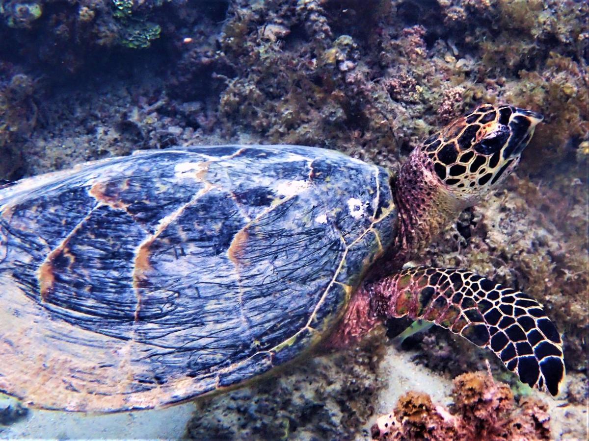 2 Nuits Insolites & 1 Excursion Voile A Bord Du Voilier Mori Ora Moorea Kültér fotó