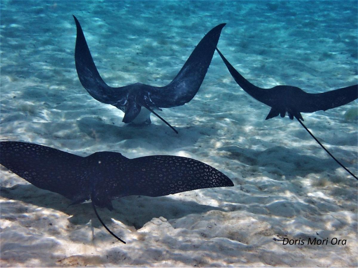 2 Nuits Insolites & 1 Excursion Voile A Bord Du Voilier Mori Ora Moorea Kültér fotó